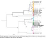 Molecular data, ecological niche, and dispersal models reveal a Trans-Atlantic shallow-water octopus species